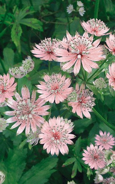 astrantias Garden Cosmos, Astrantia Major, Office Flowers, Shade Plants, Garden Cottage, Exotic Flowers, Beautiful Blooms, Shade Garden, Dream Garden