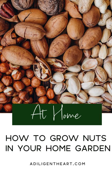 How To Grow Nuts in Your Home Garden #AtHome #athome #gardening Praline Paste Recipe, Nut Praline, Praline Paste, Energy Boosting Snacks, Marzipan Recipe, Praline Recipe, Bread Winners, Frosting Recipes Easy, Organic Nuts