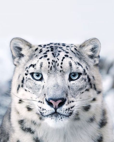 1, 2 or 3? 🖤 📷 unknown Snow Leopard Oc, Snow Leopard Tattoo, Best Eyes, White Panther, Leopard Eyes, Fav Animal, Leopard Tattoos, John Wayne Movies, Animal Activism