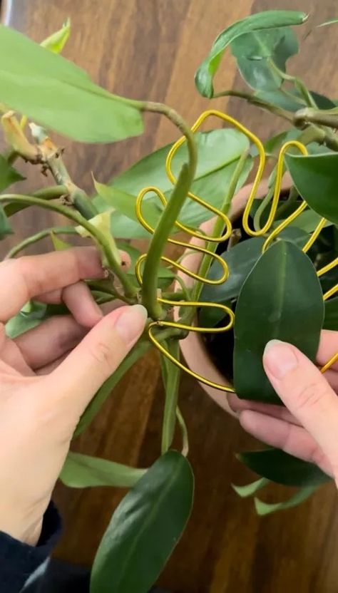 If you're a plant lover you will love this DIY! It's quick and simple and you'll have yourself a super cute plant trellis. Feeling inspired? Make your own with this quality aluminum wire that Amazon reviewers swear by! I went online and chose a simple monstera leaf design. Printed it out to the size I wanted my trellis to be. The one and only material you'll need for this DIY is a good quality 2.5mm aluminum wire. If the wire is any finer the trellis wont hold the weight and w… Diy Plant Support Indoor, Potted Plant Trellis, Plant Holder Diy, Rustic Trellis, Indoor Plant Trellis, Wire Plant, Wire Trellis, Trellis Ideas, Plant Trellis