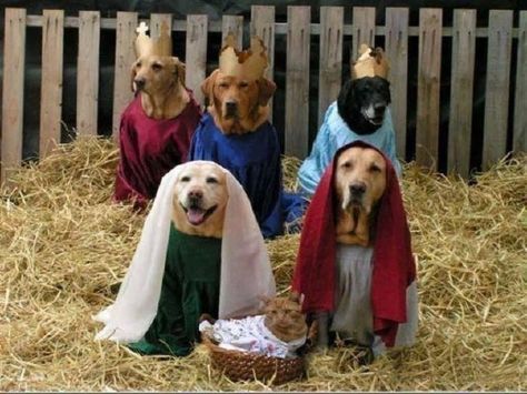 The one where only Mary seems pleased to be there. | 15 Creative Nativity Scenes To Get You In The Mood For Christmas Christmas Pets, Christmas Dogs, Must Love Dogs, Whimsical Christmas, Animal Pics, Ho Ho Ho, Funny Animal Pictures, Animal Photo, Christmas Animals