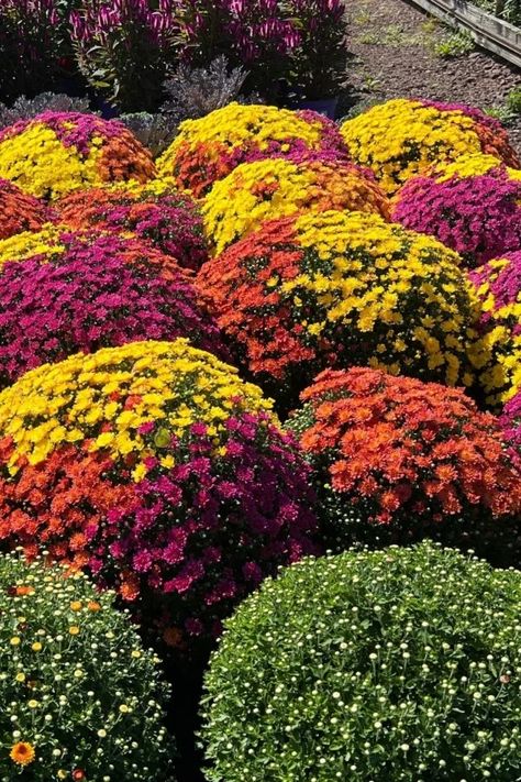 3 Secrets To Buying Mums This Fall - The Best Way To Buy Mums! Mums Garden, Hardy Mums, Potted Mums, Purple Mums, Garden Mum, Fall Mums, Mums Flowers, Fall Months, Autumn Display