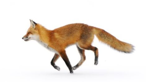 Fox Poses Reference, Fox Stretching, Fox Anatomy, Fox Reference, Fox Walking, Running Drawing, Fox Running, Fox Pictures, Wildlife Paintings