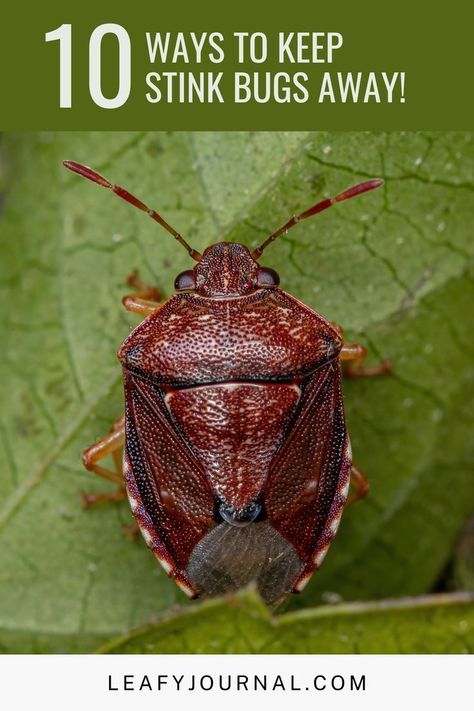 Diy Stink Bug Trap, Stink Bug Trap, Essential Oil Bug Repellent, Diy Bug Repellent, Garden Critters, Stink Bug, Bug Trap, Get Rid Of Spiders, Stick Bug