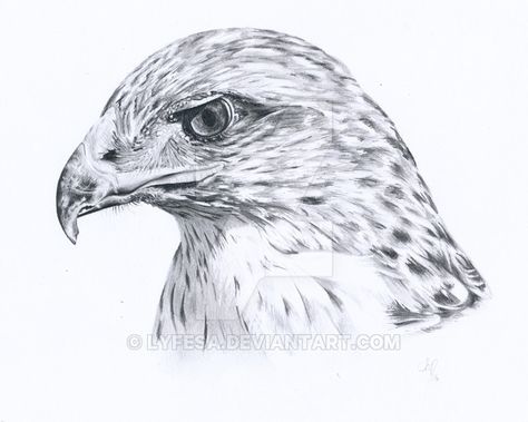 Pencil drawing of a buzzard. The eye killed me xD Buzzard Drawing, Big Cats Drawing, Pen Art Work, Animal Anatomy, Red Tailed Hawk, Bird Of Prey, Buzzard, Spirit Guide, Pencil Drawings Easy