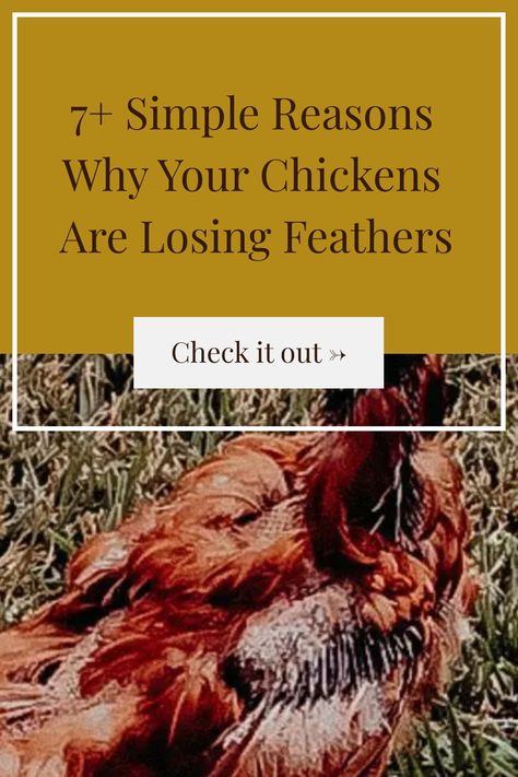 Chickens Losing Feathers, Chickens 101, Chicken Pecking, Chicken Saddle, Live Chicken, Chicken Shed, Rooster Tail, Homesteading Ideas, Chicken Farming