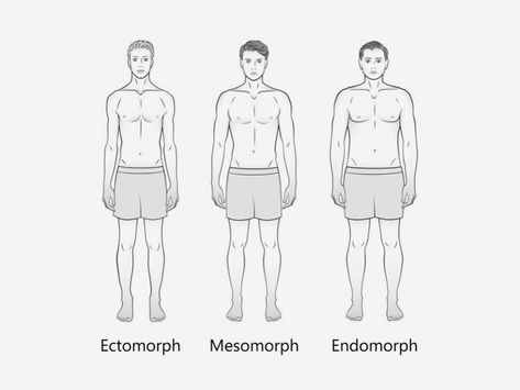 Body Types Endomorph, Body Types Chart, Mesomorph Body, Male Body Types, Endomorph Body Type, Metabolic Conditioning, Ideal Male Body, Body Type Drawing, Fit Foods