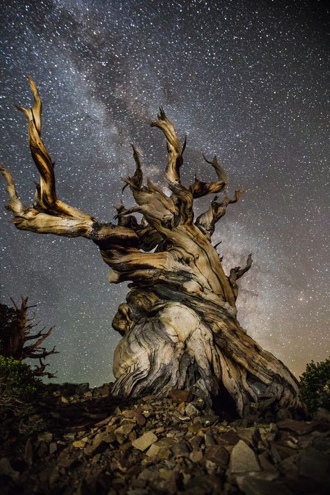 Breathtaking photos of ancient trees against starry skies Bristlecone Pine, Ancient Trees, Louisiana Art, Landscape Inspiration, Baobab Tree, Stars In The Sky, Old Tree, Old Trees, Cleveland Museum Of Art