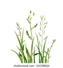 Grass Drawing, Grass Illustration, Wild Grass, Watercolor Flower Art, Free Illustration, Wild Plants, Watercolor Flower, Watercolor Drawing, Floral Background