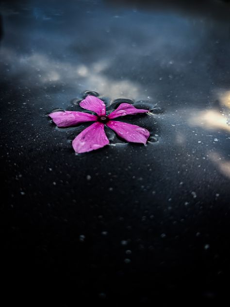 A beautiful pink flower, Catharanthus on a puddle of water Flower Falling, In Water Photography, Puddle Of Water, Flowers In Water, Beautiful Pink Flowers, Water Photography, Flower Photography, In Water, Flowers Photography