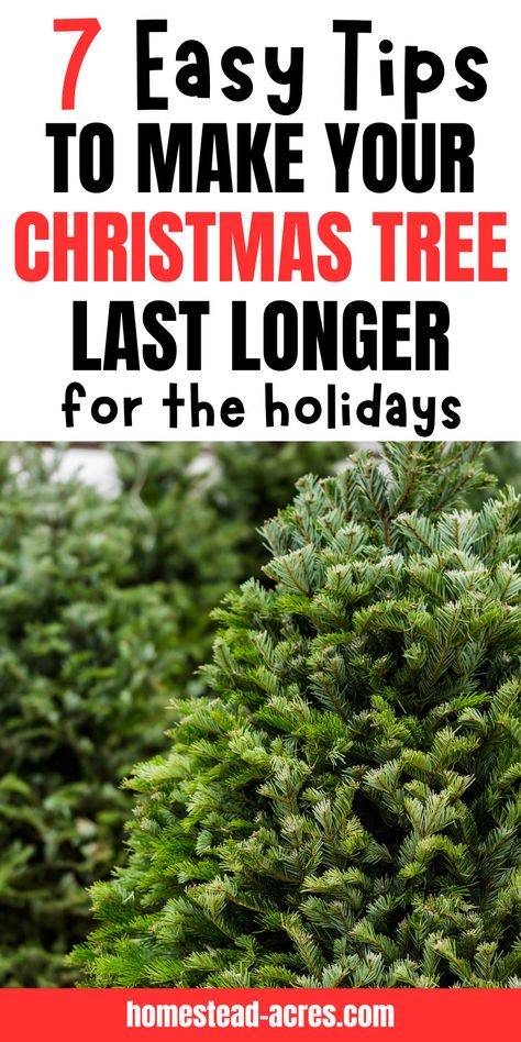 Want your real Christmas tree to keep looking beautiful and avoid dropping needles too soon? Try these easy tips for Christmas tree care! From choosing fresh cut Christmas trees to proper watering techniques, we’ve got you covered. Say goodbye to drying out and hello to a longer-lasting live Christmas tree. Whether it's for your holiday decor or just to enjoy the scent, find out how to make your tree last through the season with confidence! Christmas decorating, holiday decor ideas. Decorating A Real Tree For Christmas, Long Needle Pine Christmas Tree, Real Tree Christmas Decorations, Christmas Tree Care Tips, Live Christmas Tree Care, Christmas Tree Clippings Ideas, Real Christmas Tree Care, Christmas Tree Water Solution, Cypress Christmas Tree Decorated