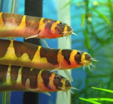 ss Kuhli Loach, Cichlid Aquarium, Small Aquarium, Neon Tetra, Fish Tank Terrarium, Tropical Fish Aquarium, Tropical Freshwater Fish, Aquarium Terrarium, Fresh Water Fish Tank