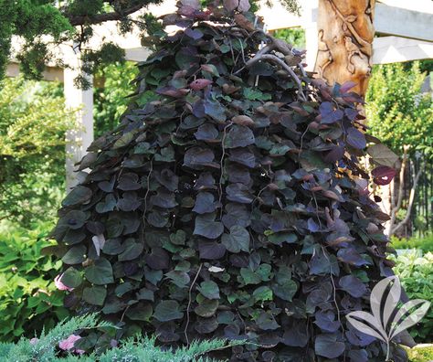 Ruby Falls Weeping Redbud, Weeping Redbud, Small Ornamental Trees, Cercis Canadensis, Drift Roses, Ruby Falls, Eastern Redbud, Goth Garden, Spring Leaves