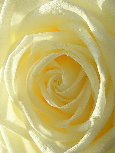 Pale yellow rose Dark Autumn, Cabbage Roses, Mellow Yellow, Lemon Yellow, Pale Yellow, Yellow Roses, Yellow Rose, Pretty Colours, Pretty Flowers