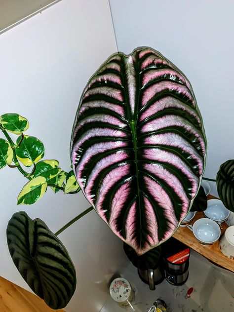 Alocasia Odora, Alocasia Cuprea, Green Wall Plants, Alocasia Plant, Goth Garden, Plant Projects, Pink Plant, Variegated Plants, Big Plants