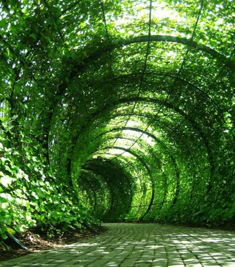 Garden Tunnel, Duke Gardens, Poison Garden, Koti Diy, The Poison, Garden Pavilion, Sunken Garden, Garden Vines, Castle Garden