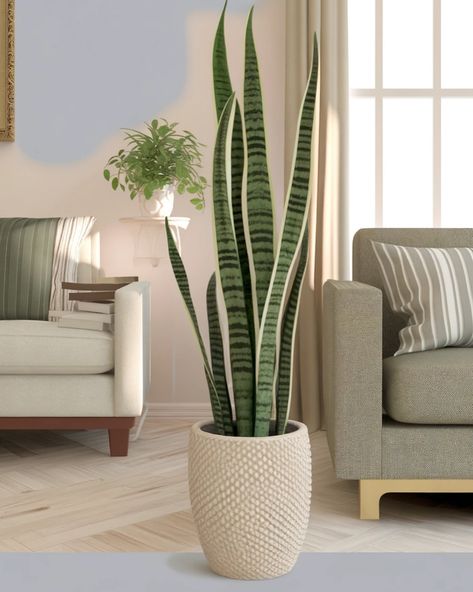 The Snake Plant, also known as Sansevieria or Mother-in-Law’s Tongue, is a resilient and stylish indoor plant that thrives on neglect. Its sleek, vertical leaves add a modern touch to any space, making it a favorite among houseplant enthusiasts. Perfect for those who love greenery but lack a green thumb, it purifies air by converting CO2 into oxygen at night. Low water and light requirements make it an ideal choice for any corner of your home. 🌿✨ #SnakePlant #Sansevieria #MotherInLawsTongue ... Mother In Law Tongue, Mother In Law, Snake Plant, Green Thumb, Indoor Plants, Garden Plants, House Plants, Dream House, Plants