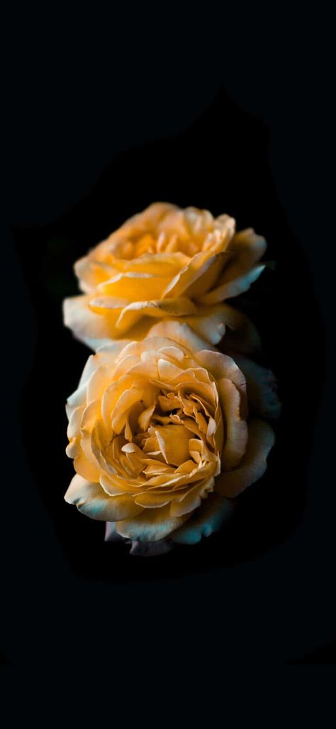 Yellow Rose Wallpaper, Black Iphone Wallpapers, Wallpaper Iphone Roses, Iphone Wallpaper Yellow, Gold Wallpaper Iphone, Hd Dark Wallpapers, Photo Png, Cute Minecraft Houses, Rose Flower Wallpaper