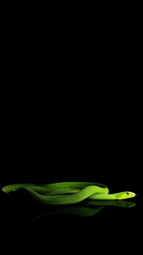 Snake Photography, Free Android Wallpaper, Attractive Wallpapers, Snake Wallpaper, Animal Wallpapers, Oneplus Wallpapers, Friend Cartoon, Green Snake, Exotic Bird