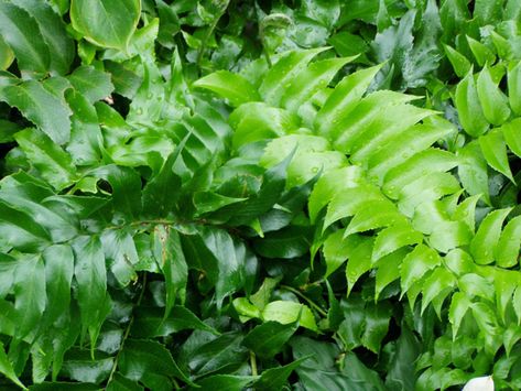 Japanese Holly Fern Japanese Holly, Holly Fern, Indoor Ferns, Southern Garden, Perennial Garden, Pretty Plants, Shade Plants, Foliage Plants, Aquatic Plants