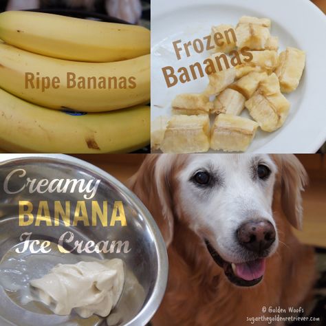 How to Make A Homemade Creamy Banana Ice Cream Dog Ice Cream Recipe, Banana Ice Cream Recipe, Easy Dog Treat Recipes, Frozen Dog Treats, Dog Ice Cream, Easy Dog Treats, Ice Cream Day, Frozen Dog, Potty Train