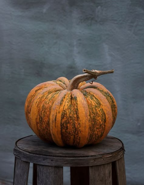 Different Pumpkins, Pumpkin Pictures Autumn, Pumpkin Reference, Pumpkin Background Wallpapers, Pumpkins Wallpaper, Carpet Ideas 2023, Pumpkin Photography, Pumpkin Background, Real Pumpkins