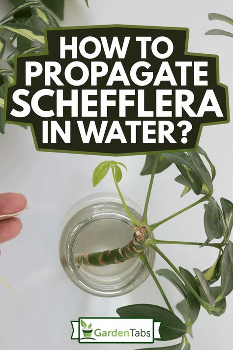 How To Propagate Schefflera In Water - Garden Tabs Propagate Umbrella Plant, Schefflera Plant Propagation, How To Propagate Umbrella Plant, Propagating Umbrella Plant, Umbrella Tree Propagation, Umbrella Plant Propagation, Propagating Schefflera, Schefflera Plant Care, Umbrella Plant Care