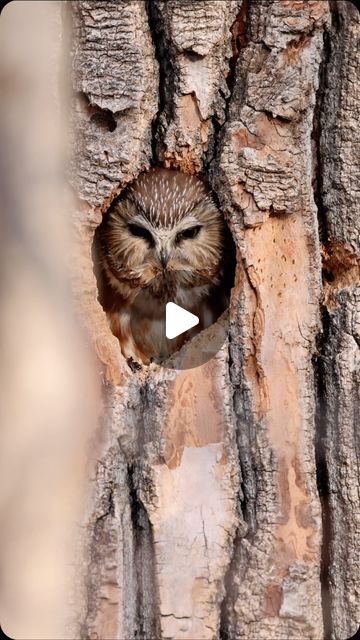 Jennil Modar on Instagram: "🦉 Hooting with the Saw-whet Owl 🌙

Hey nature enthusiasts! 🌳✨ Today, let's dive into the enchanting world of the Saw-whet Owl and its mesmerizing hoots! 🦉🎶

Did you know that the Saw-whet Owl is one of the smallest owl species in North America? But don't let its size fool you, because when it comes to hooting, this little creature packs a powerful sound! 🔊✨

#SawWhetOwl #HootingMagic #NatureWonders #NighttimeMelodies #EnchantedWilderness #OwlEncounters #NatureLovers #DiscoverTheWild" Owl Sounds, Baby Barn Owl, Owl Species, Saw Whet Owl, Small Owl, Hoot Owl, Baby Owls, Barn Owl, Rodents