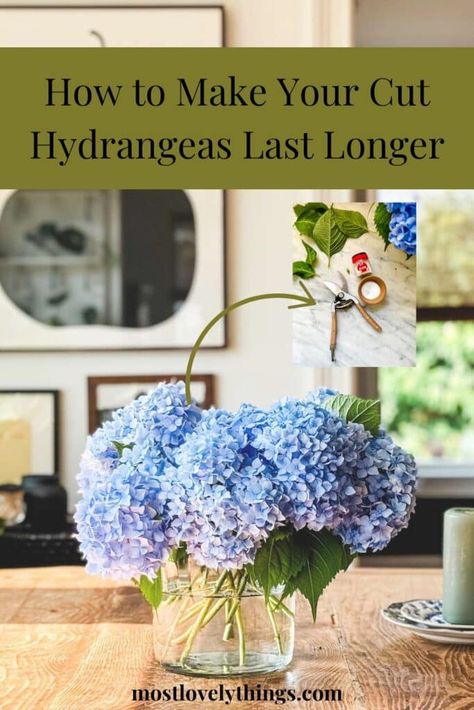 How To Cut Hydrangeas For A Vase, Hydrangea Flower Arrangements, Hydrangea Arrangement, Hydrangea Vase, Hydrangea Shrub, Hydrangea Bush, Hydrangea Arrangements, Hydrangea Care, Hydrangea Bouquet