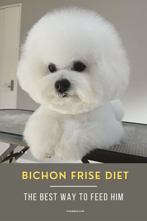 Bichon Frise Diet Bichon Frise Rescue, Best Dog Food Brands, Bichon Dog, Bichon Frise Puppy, Make Dog Food, Dog Food Brands, Bichon Frise Dogs, Healthy Dog Food Recipes, Best Dog Food