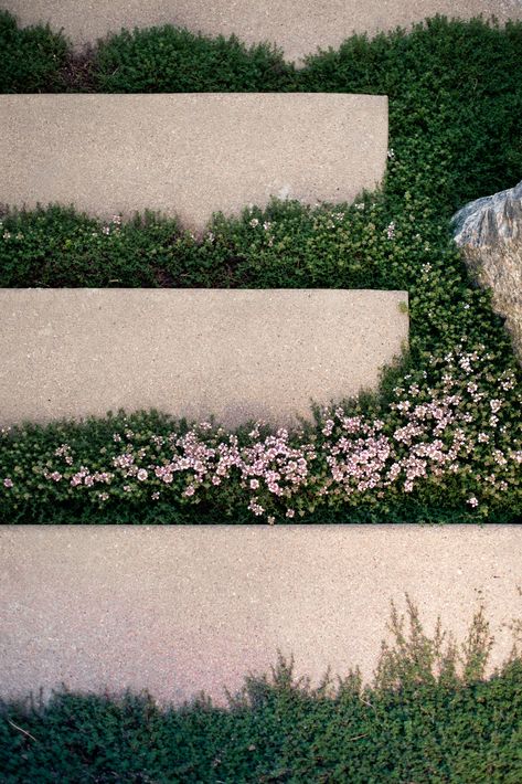 Thyme Lawn, Landscape Stairs, Creeping Thyme, Lawn Alternatives, Hillside Garden, Garden Stairs, Outdoor Steps, Garden Stepping Stones, California Garden