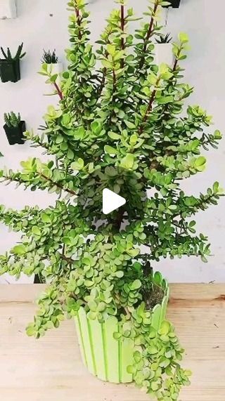 gardening uk 18 on Instagram: "How to make jade bonsai #instagram #reel #gardeningtips #plants #sunset" Jade Bonsai Tree, How To Make Bonsai Tree At Home, How To Make Jade Plant Bonsai, Jade Bonsai Styles, Jade Plant Pruning, Jade Plant Bonsai, Jade Plant Care, Jade Succulent, Propagate Plants