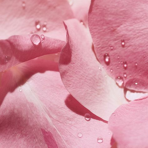 Himalayan Salt & Rosewater Reed Diffuser | NEST New York Rose Water Product Photography, Smell Aesthetic, Skincare 2023, Ingredients Photography, Rose Texture, Soft Flowers, Ease Your Mind, Bouquet Photography, Skincare Products Photography