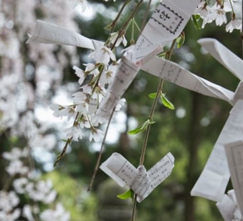 Japanese prayer wishes hanging from cherry trees (Prunus) at shrine, Nara, Japan Immersive Environment, Japan Temple, Grave Flowers, Nara Japan, Cherry Trees, Cherry Tree, Garden Spaces, Japanese Garden, Tree Art