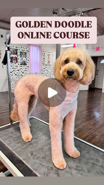 Grooms by Maricela 🐾 on Instagram: "If you’re a Pet Parent or a Groomer, this course was made just ✨FOR YOU✨   Our course covers everything from basic to advanced grooming techniques, includes practical exercises, detailed info about the materials used, and offers the convenience of online learning.   COMMENT “COURSE” FOR LINK ! 🌟  SPANISH SUBTITLES AVAILABLE!!   #dogreels  #doglove #doglover #dog #doodle" Grooming A Doodle, How To Groom A Doodle At Home, Dog Grooming Doodle, Golden Doodle Face Grooming, Doodle Cuts Pet Grooming, How To Groom A Goldendoodle, Doodle Face Grooming, Grooming Labradoodles, Golden Doodle Grooming