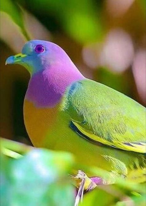 Pink necked green pigeon, southern Asia, found from Myanmar, Vietnam south through to major island of Indonesia and Philippines ! Pink Necked Green Pigeon, Pink Pigeon, Green Pigeon, Pigeon Breeds, Birds In The Sky, Image Nature, Bird Quilt, Most Beautiful Birds, Beautiful Locations Nature