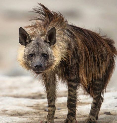 Brown Hyena, Striped Hyena, Spotted Hyena, Rare Species, Marine Mammals, African Wildlife, Wild Dogs, Hyena, African Animals