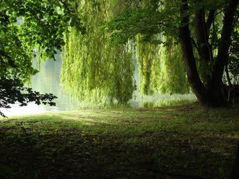 Willow Tree By Water, Weeping Willow Tree, Willow Trees, Weeping Willow, Bonsai Garden, Willow Tree, Nature Aesthetic, Pretty Places, Dream Garden