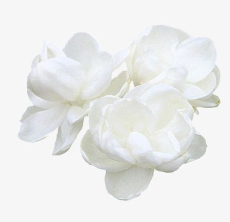 цветы White Flower Aesthetic, White Aesthetic Icon, Icons White Background, White Flower Png, Nude Color Palette, Editing Png, Flower Icon, White Png, Png Flower