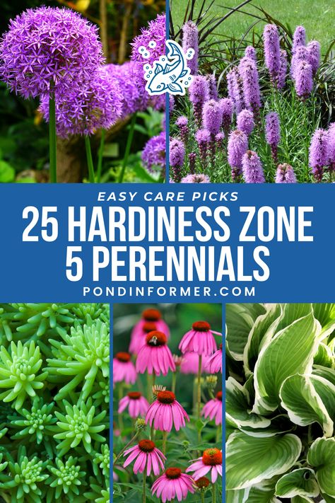 Experience the simplicity of gardening with our selection of 25 easy-care perennials ideal for hardiness zone 5! Whether you're captivated by the vibrant hues of irises or the delicate flowers of columbines, these resilient plants require minimal upkeep while offering year-round interest and beauty.  #Zone5Gardening #HardinessZone5 #Perennials #HardyPlants #LowMaintenanceGarden #EasyCarePlants #GardeningTips #Zone5Flora #Gardening #PerennialGarden #Zone5Perennials #Zone5 #PondInformer Zone 5 Perennials Landscaping, Zone 5b Perennials, Zone 6 Perennial Garden Plan, Zone 5b Landscaping, Zone 5 Perennials, Zone 4 Perennials, Part Sun Perennials, Minnesota Garden, Flower Garden Images