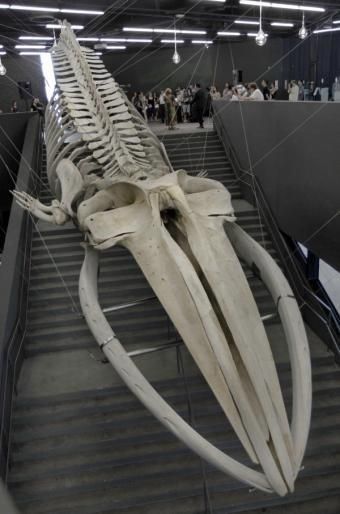 Weird Looking Animals, Real Skull, Animal Skeletons, Fossil Bones, Save The Whales, Vulture Culture, Animal Anatomy, Animal Bones, Extinct Animals