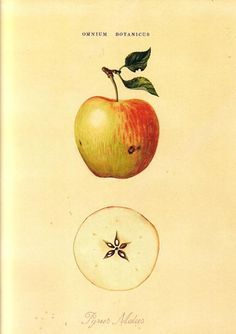 Apple Seed Tattoo, Apple Symbolism, Apple Diagram, Cute Apple Drawing, Cover Ups Tattoo, Apple Star, Apple Sketch, Apple Drawing, Apple Tattoo