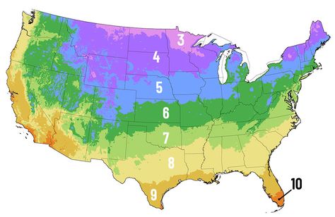 Planting Hardiness Zone Lookup | Perennial Flower Bulbs | Climate Zone Map | Plants for my Zone Perennial Flowering Vines, Elephant Ear Bulbs, Blue Hosta, Gladiolus Bulbs, Plant Hardiness Zone Map, Plant Bulbs, Backyard Gardens, Herb Garden Kit, Climate Zones