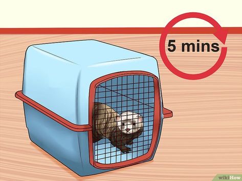 Ferret Tips, Ferrets Care, Baby Ferrets, A Ferret, Otters Cute, Pet Ferret, Therapy Animals, Horse Trainer, Travel Carrier