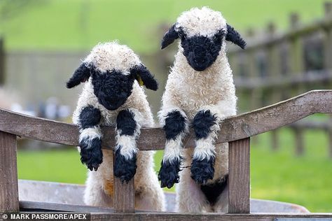 Babydoll Sheep, Natural Lawn, Blacknose Sheep, Valais Blacknose, Valais Blacknose Sheep, Sheep Logo, Tattoo Aesthetic, Baby Farm Animals, Sheep Breeds