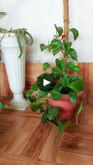 Money Plant Hanging Ideas, Propagate Money Plant, Money Plant Decor Ideas, Money Plant Indoor, Frontyard Landscape Layout, Hanging Plant Ideas, Hanging Plants Indoor, Money Plant, Trellis Plants