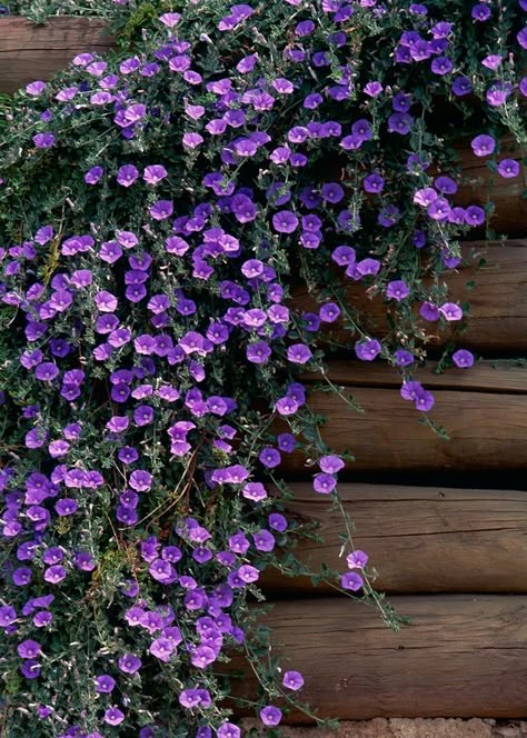 Planting Next To House, Dooryard Garden, Purple Hanging Flowers, Convolvulus Sabatius, Shade Containers, Blue Flowering Plants, Cascading Plants, Spring Flowers Garden, Planter Designs