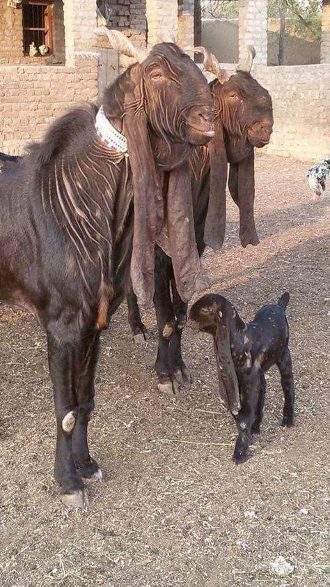 This Kamori goat breed of Pakistan, looks to have originated from mixed breeding between the Jamnapari of Indonesia and the wild Markhor of Pakistan. Long Ear Goat, Kamori Goat, Damascus Goat, Goat Ears, Regnul Animal, Interesting Animals, Unusual Animals, Rare Animals, Baby Goats