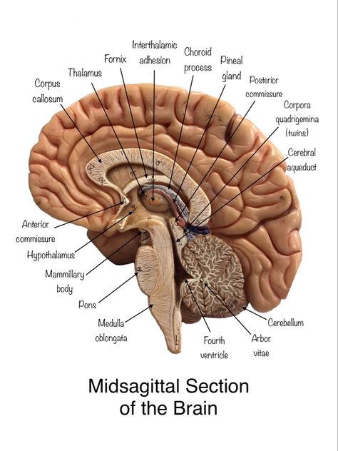 Brain Anatomy And Function, Human Body Vocabulary, Human Brain Anatomy, Medical Terminology Study, Human Muscle Anatomy, Medical School Life, Study Biology, Basic Anatomy And Physiology, Nurse Study Notes