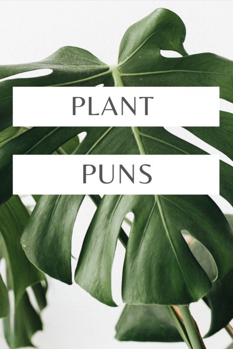 Plant Puns - Houseplant Jokes For Plant People #plants #jokes #puns #silly #houseplants Plant Quotes Short, Plant Lady Quotes Funny, Spring Puns Letterboard, Plant Puns Love, Plant Friends Quotes, Plant Love Quotes, Plant Phrases Quotes, Cute Plant Quotes Funny, Plant Words Quotes